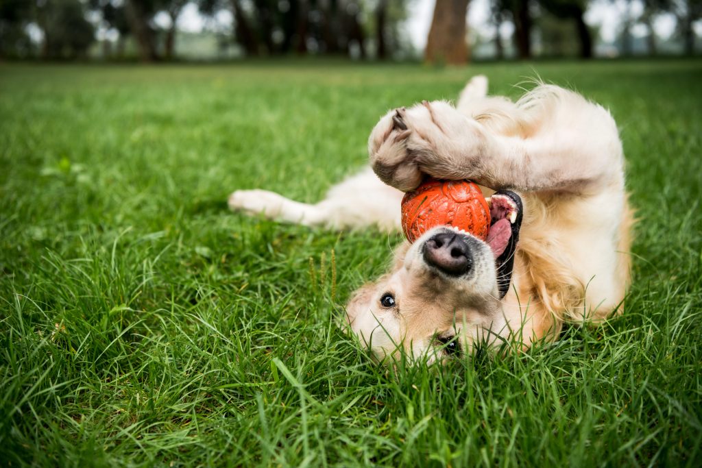 Cuidados después de una operación en perros: guía para su recuperación