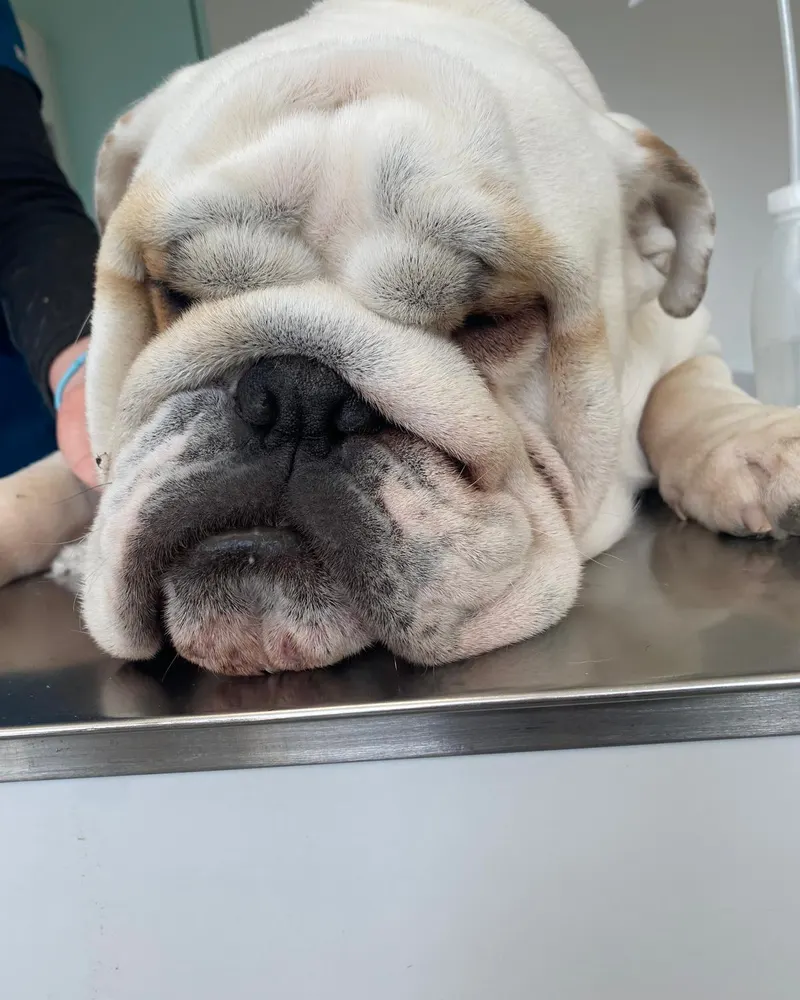 Bulldog inglés en la mesa de consulta de la clínica veterinaria