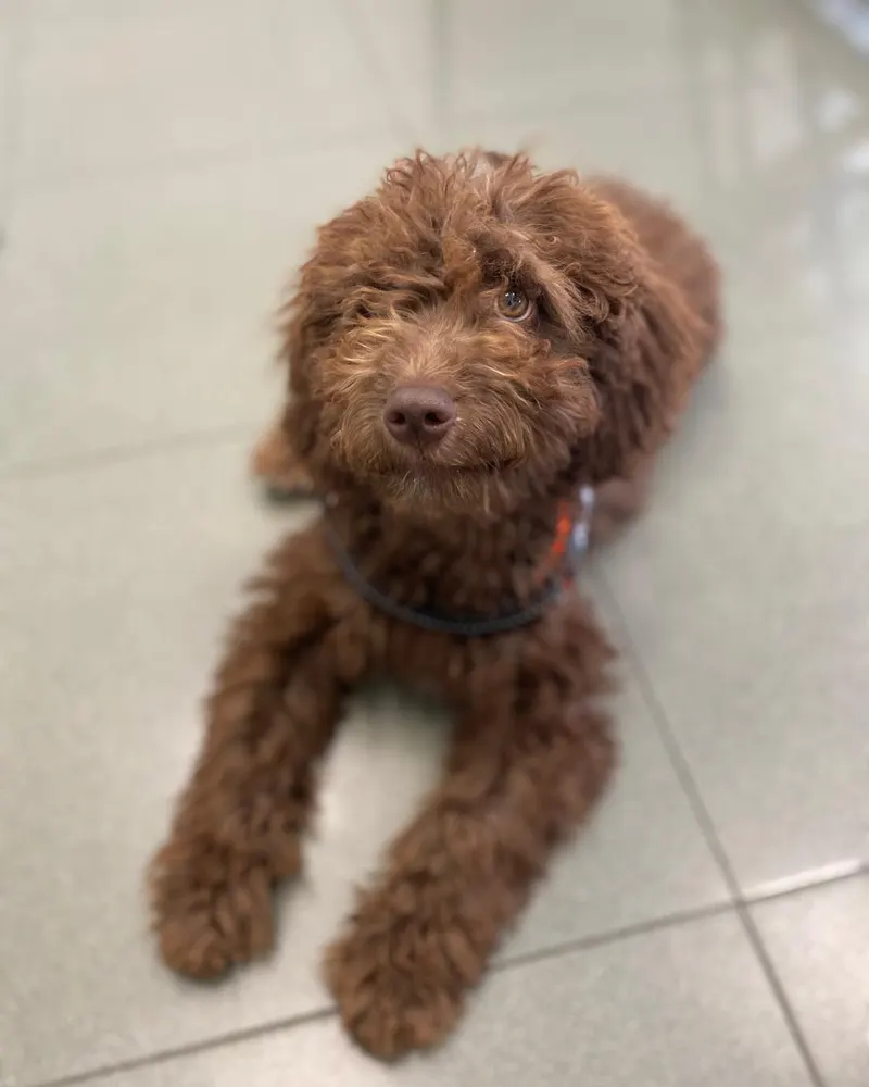 Cachorro en la clínica veterinaria de Hortaleza
