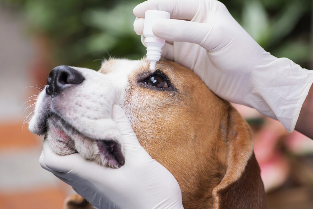 Mi perro tiene los ojos rojos: causas y tratamiento